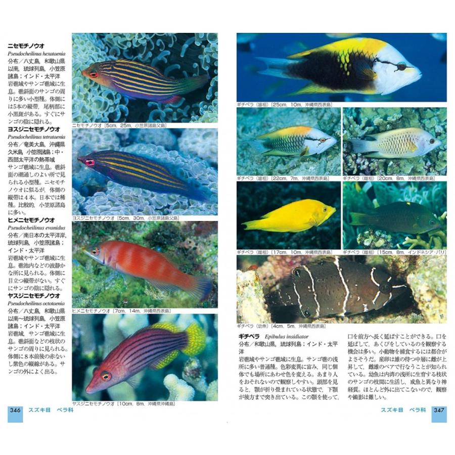 [山と渓谷社] 山溪ハンディ図鑑13 改訂版 日本の海水魚 |  | 01