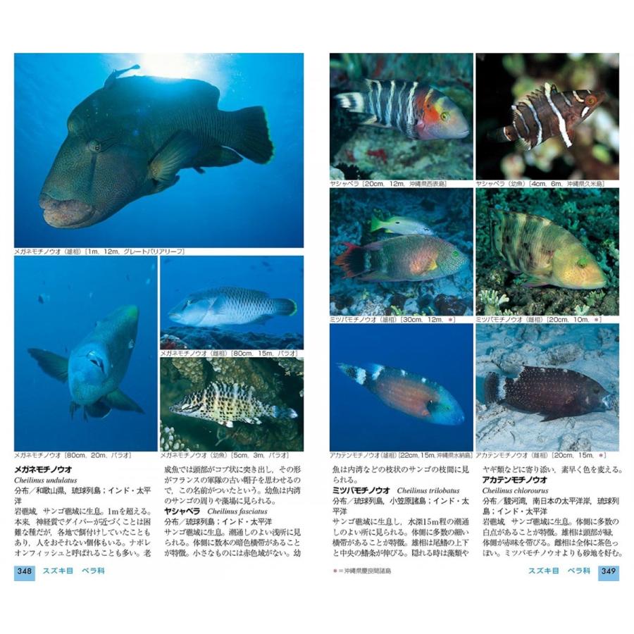 [山と渓谷社] 山溪ハンディ図鑑13 改訂版 日本の海水魚 |  | 02