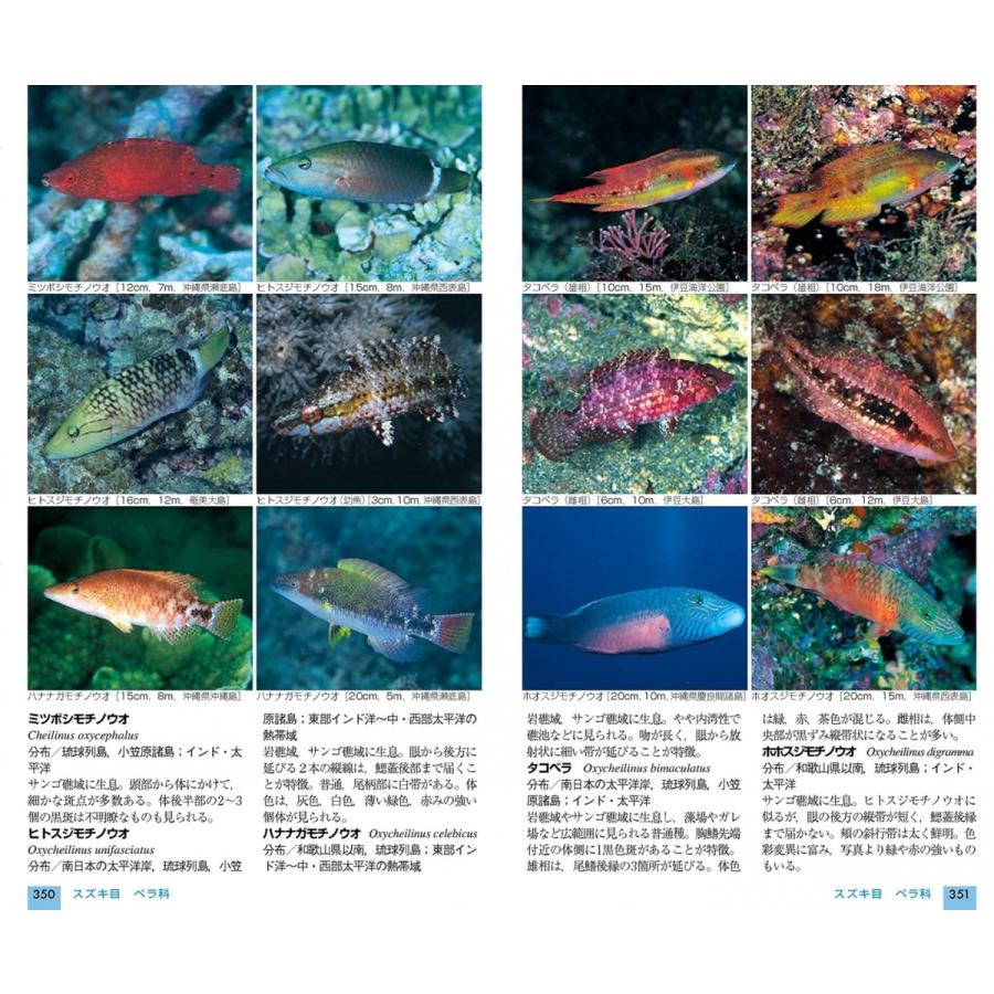 [山と渓谷社] 山溪ハンディ図鑑13 改訂版 日本の海水魚 |  | 03