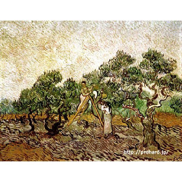 ゴッホ 「オリーブ園」 原画同縮尺近似（20号）（プリハード・デジタグラ） 黄色い空と輝く太陽のオリーブ林 Olive Trees(1889) - フィンセント・ファン・ゴッホ