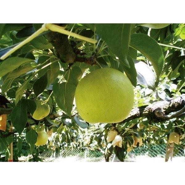 二十世紀梨ジャム 150g 鳥取砂丘会館