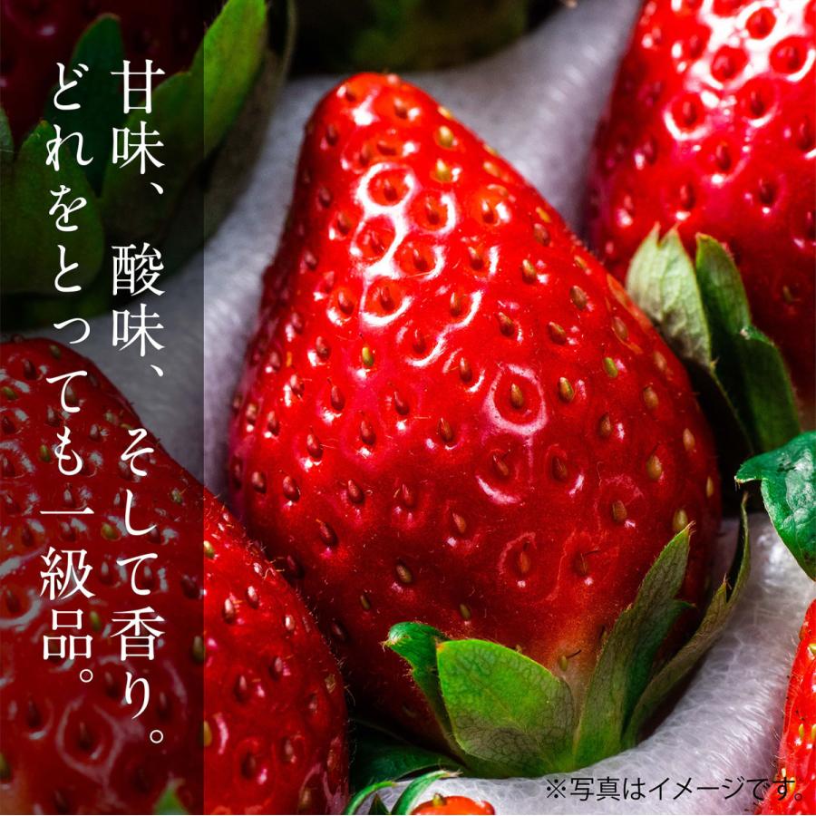 プレミアムいちご　とちおとめ【18玉】（贈答用にも最適）　送料無料（※北海道・中国・四国・九州・沖縄は別途送料がかかります） |  | 02