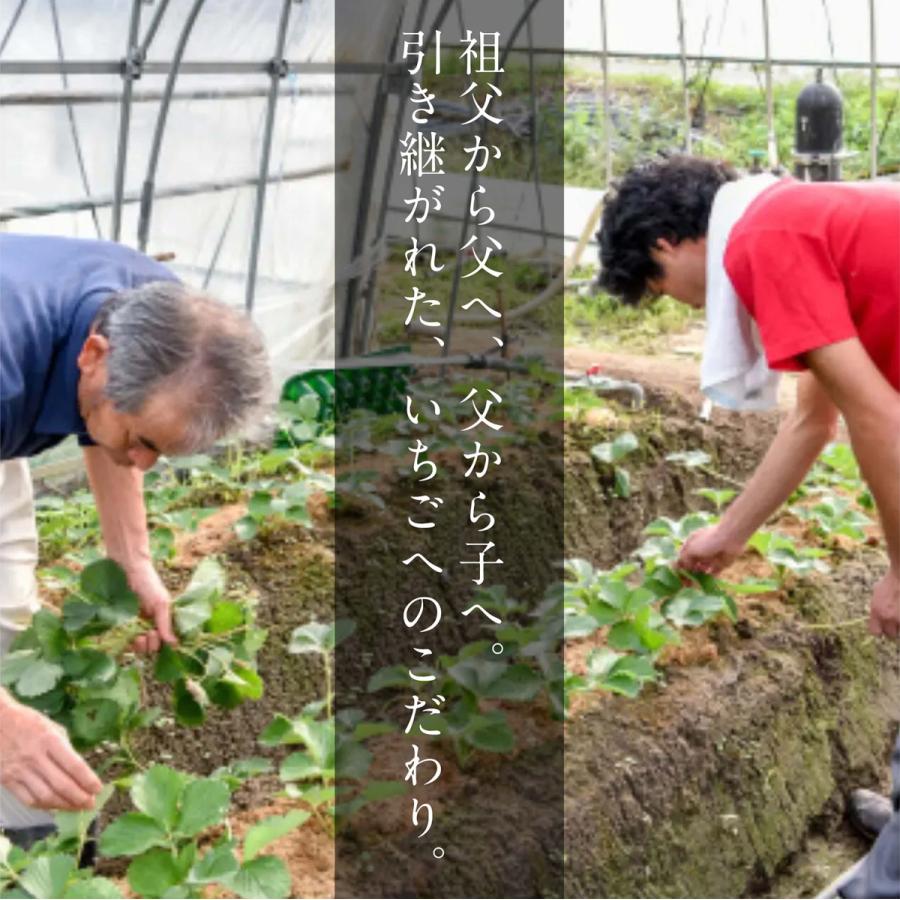 プレミアムいちご　とちおとめ【18玉】（贈答用にも最適）　送料無料（※北海道・中国・四国・九州・沖縄は別途送料がかかります） |  | 03
