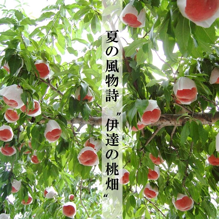 伊達の桃あかつき【3kg】8〜11玉 特秀品（贈答用にも最適）福島県