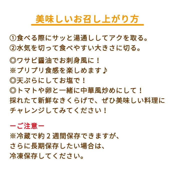 福島県・生きくらげ 1箱(500g×1袋入り)『きわみ』*　菌床栽培　無農薬　ミネラル豊富　食物繊維　送料無料（常温便）｜michinoku｜04