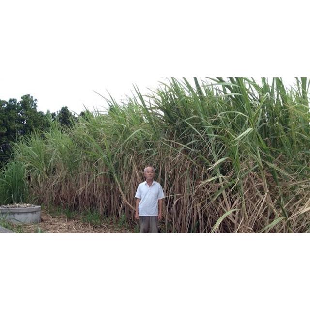 道の島農園 2026年度産 粗糖 生（ザラメ ざらめ）（20kg） 業務用
