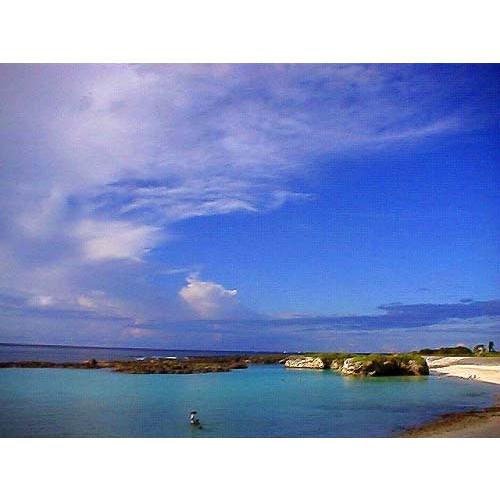 道の島農園 2026年度産 粗糖 生（ザラメ ざらめ）（20kg） 業務用