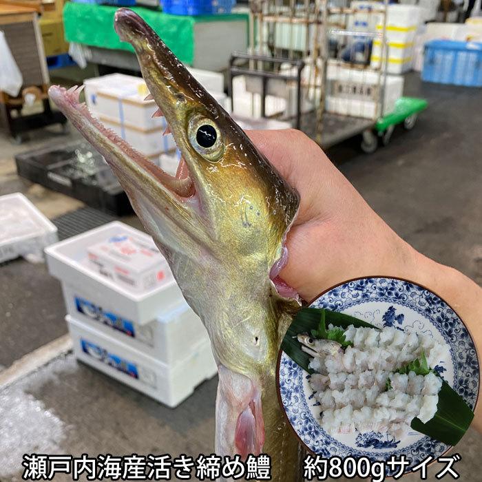 活き締め 鱧 はも 約800gサイズ レシピ付き 鱧しゃぶ はも鍋 湯引き 天ぷら瀬戸内海産 市場