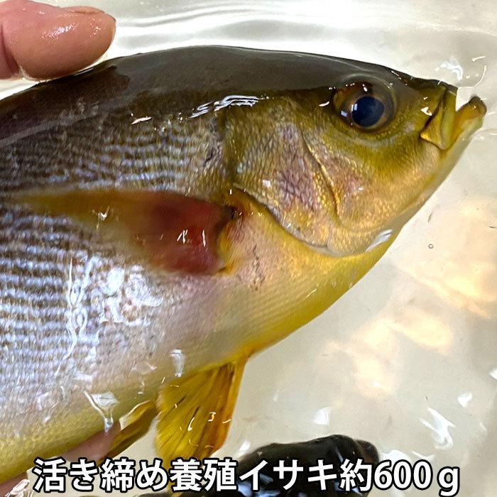 養殖イサキ 全て刺身にして4 5人前 約600ｇ 下処理前の目方 いさき 伊佐木 Y Isaki 道乃屋ヤフーショッピング店 通販 Yahoo ショッピング