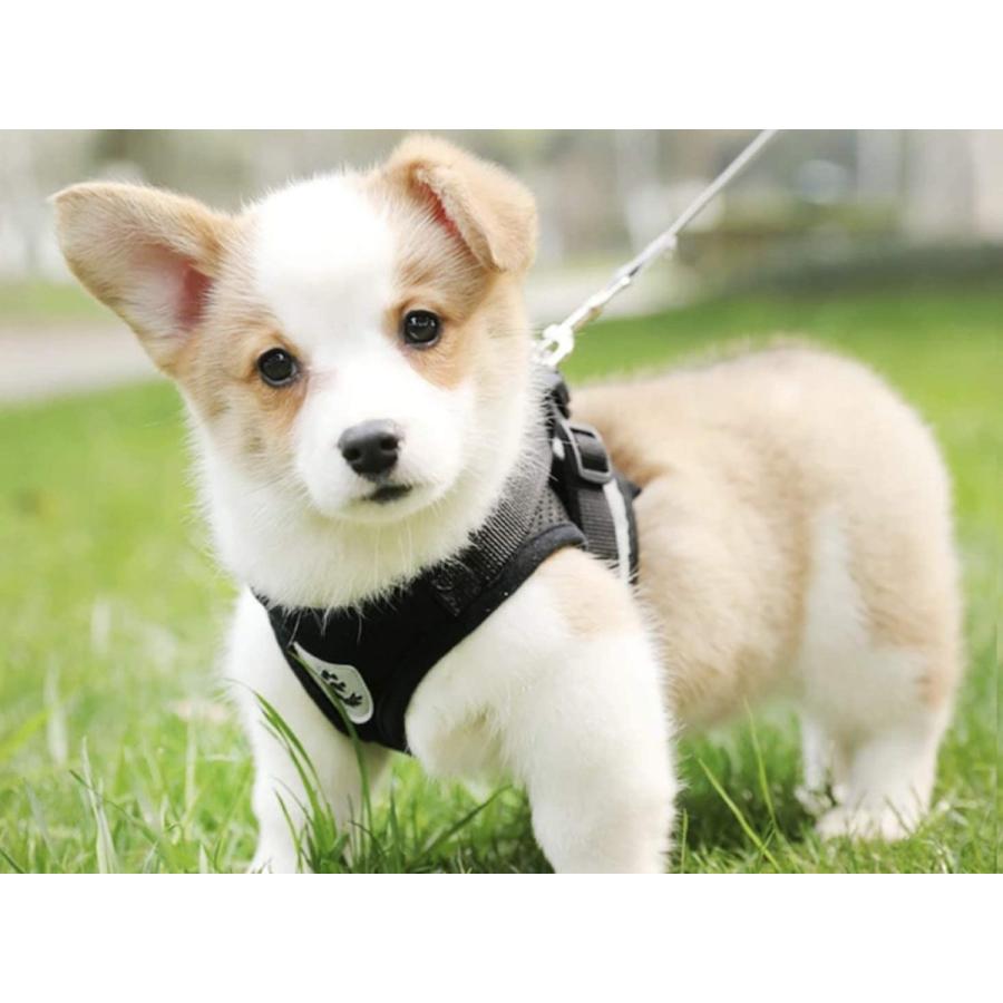 在庫一掃 犬 ハーネス 引っ張り防止胴輪 サイズ調整可能 抜けない 脱着簡単 夜間反射 安心散歩 通気性 軽量 運動向き リード別途 M オレ Inova Auto Com