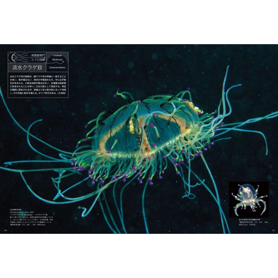 新規購入 日本クラゲ大図鑑 人気ブランド Iniciatupyme Cl