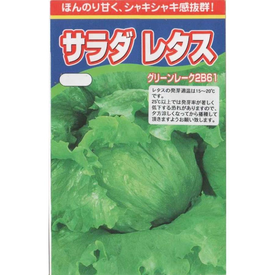 れたす出品 レタス（グリーンレーク2B61） : みづほ商店ヤフーショップ