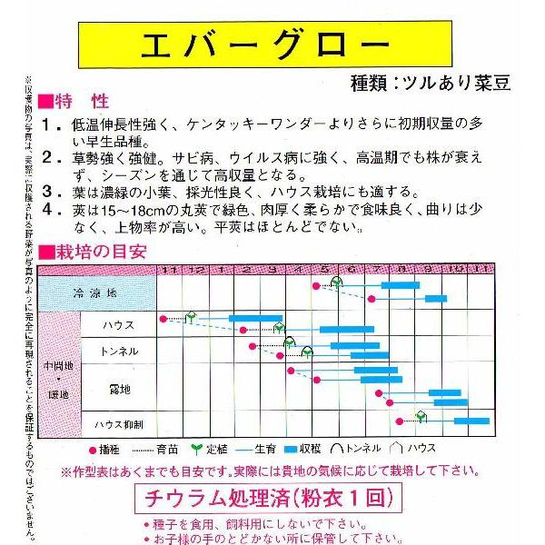 つるあり菜豆(エバーグロー) 根菜、豆類、もやし カブ 種 たね 尾張大丸かぶ 1袋(10ml) 蕪 野菜たね YTC30