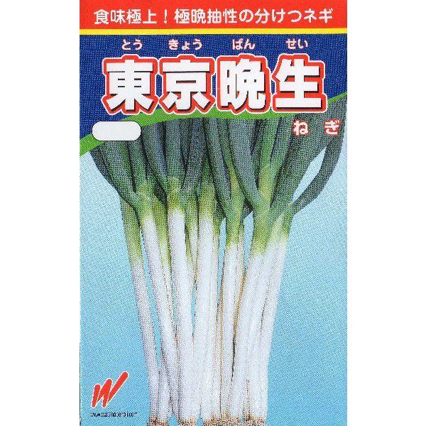 倉 分けつ葱 東京晩生葱