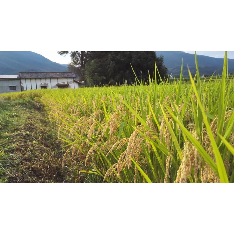 ヒノヒカリ 完売！れんげ 10割有機米 草の薬以外不使用 ひのひかり