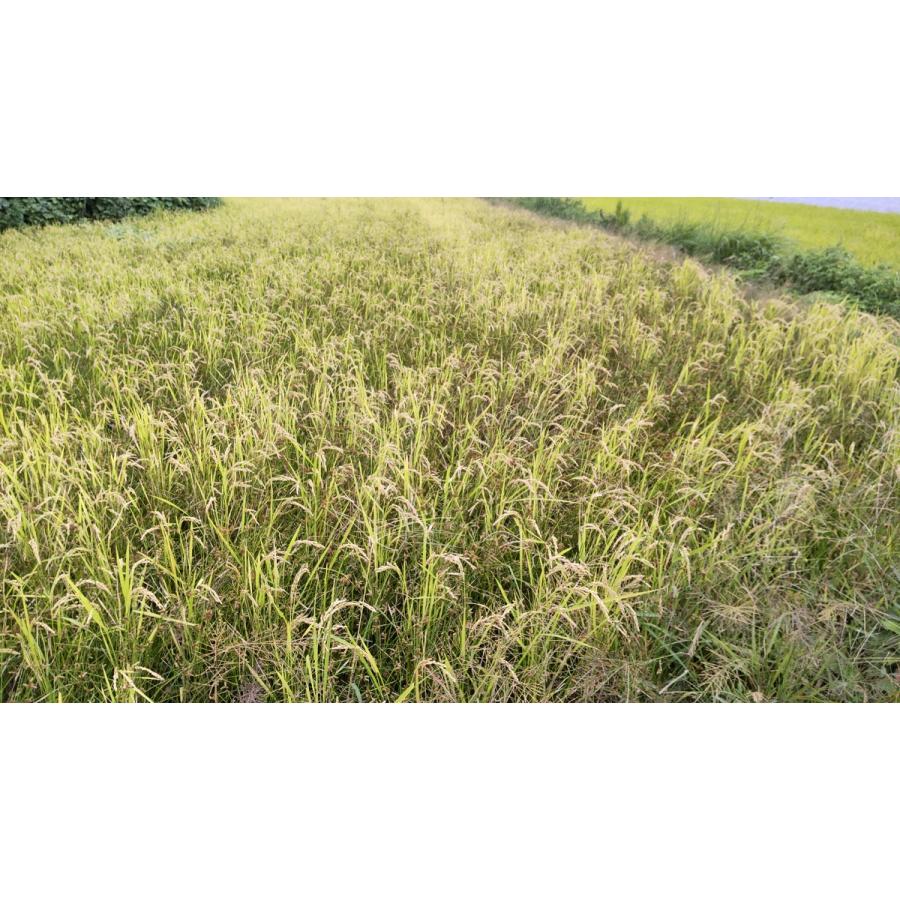 ヒノヒカリ 完売！れんげ 10割有機米 草の薬以外不使用 ひのひかり