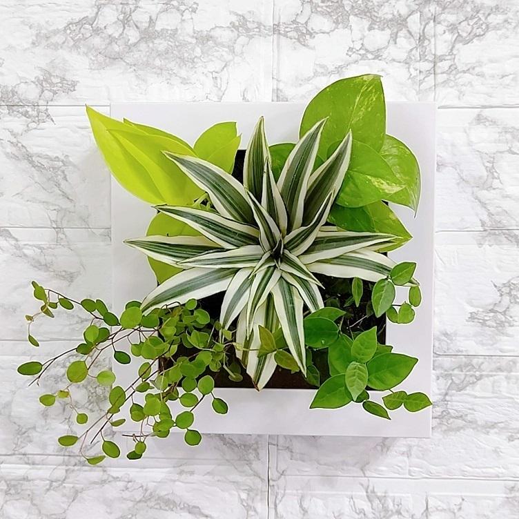 新色フレーム登場 観葉植物 おしゃれ 壁掛に掛けられる インテリア ミドリエデザイン FRAME 20S2 観葉植物