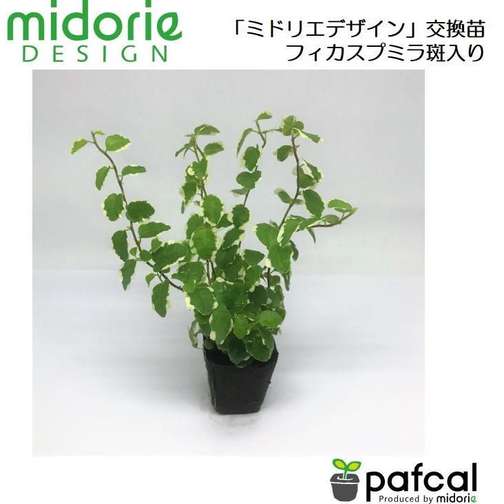 ミドリエ専用苗 フィカス プミラ 斑入り Sale 63 Off