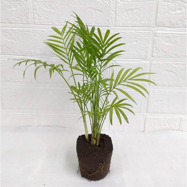 ポット プランター専用 ３ 種類 育てやすい 観葉 植物 人気 ミドリエ 3号苗 Planter3 1430 ミドリエオンライン Yahoo 店 通販 Yahoo ショッピング