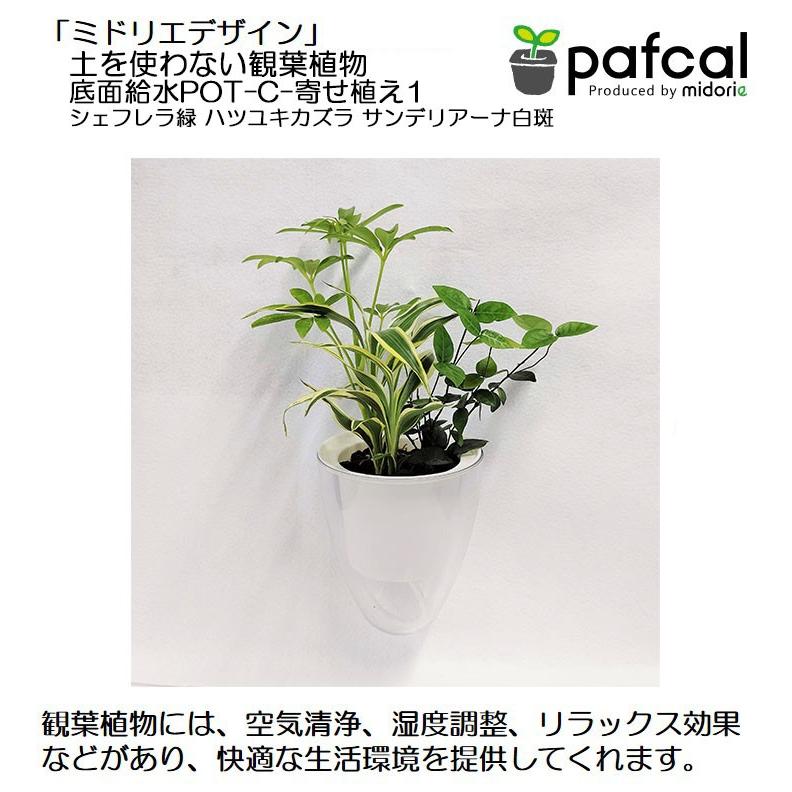 ミドリエ パフカル 土を使わない観葉植物 底面給水ｐｏｔ C 寄せ植え1 Pot C Yoseue1 ミドリエオンライン Yahoo 店 通販 Yahoo ショッピング
