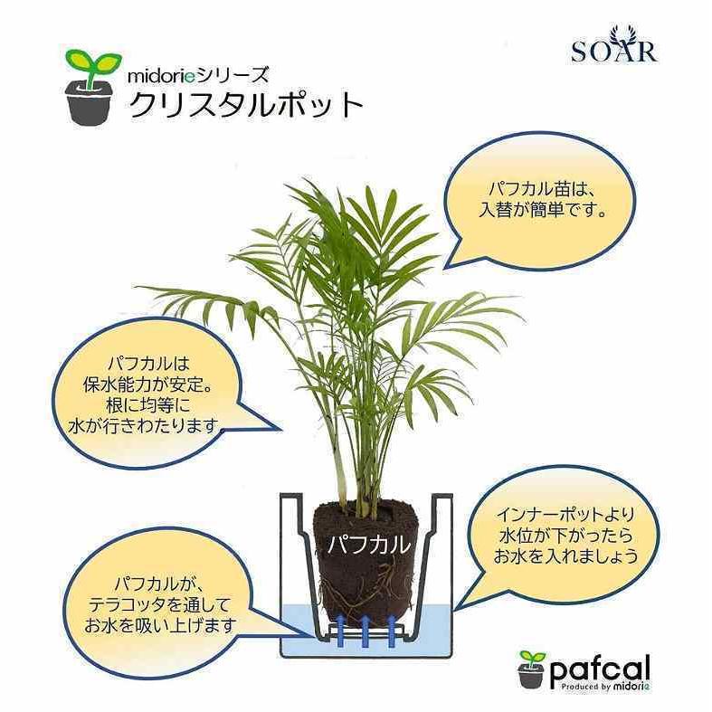 肌触りがいい お手入れ簡単 10個セット ミドリエ パフカルソイル付き キューブ型 土を使わない 観葉植物 イージーポット 底面給水ｐｏｔ G 驚きの値段 Krgproperty Com