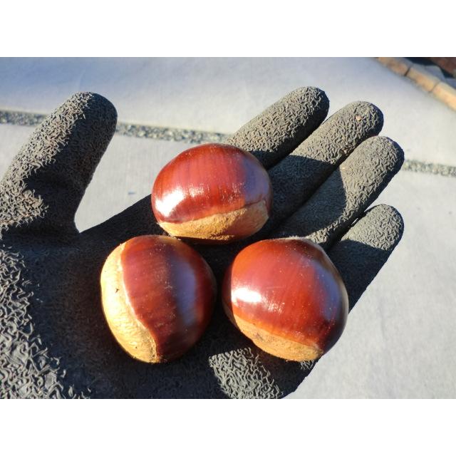 サイズ混合!!厚保(あつ)の栗【6kg】※無農薬 【公式通販】