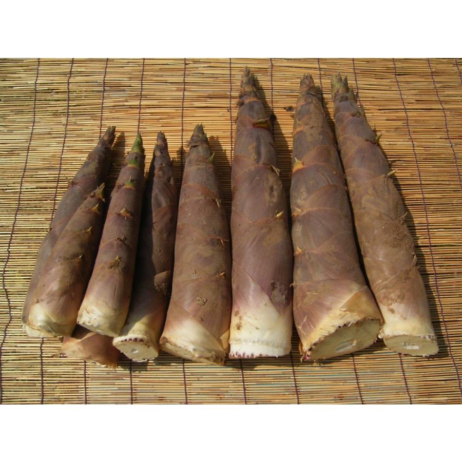 農家直送 淡竹 たけのこ 筍 はちく（ハチク）約2キロ : ナチュラル