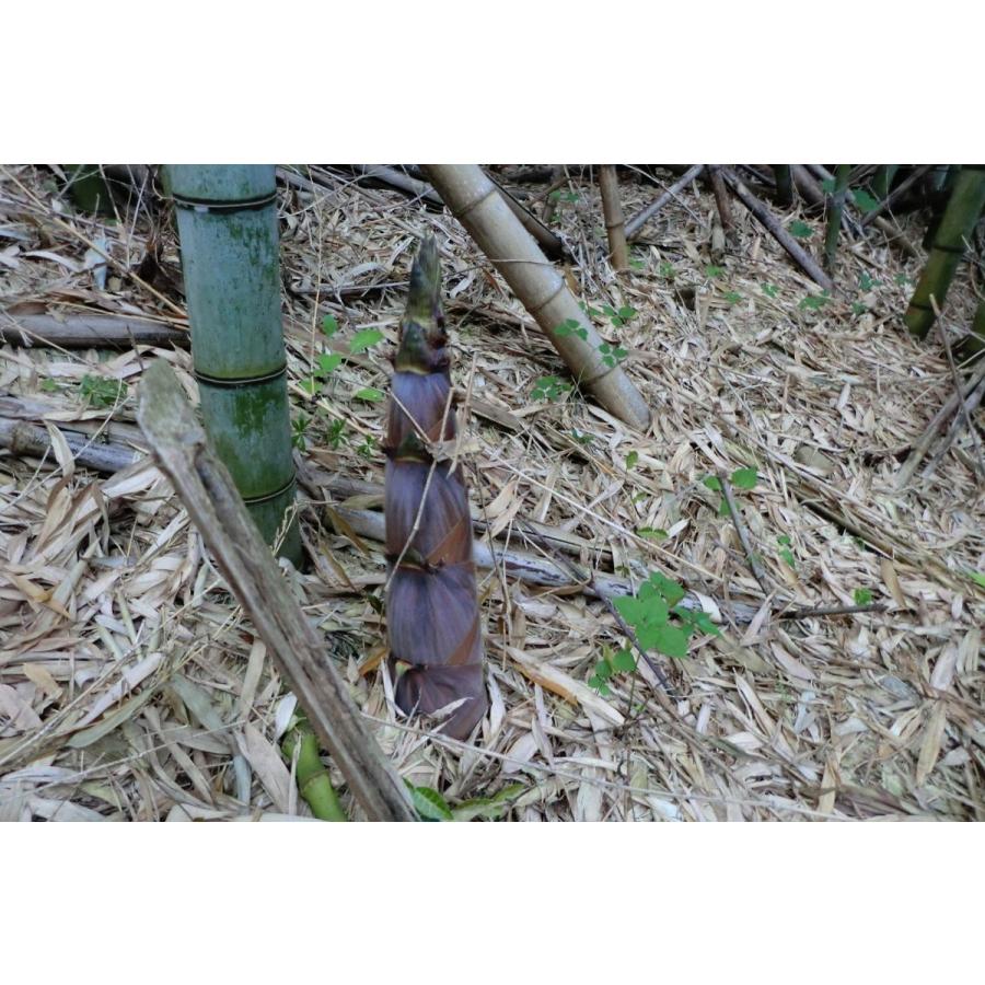 農家直送 淡竹 たけのこ 筍 はちく（ハチク）約2キロ : ナチュラル