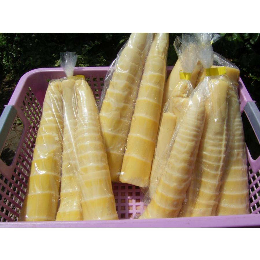 農家直送 淡竹 たけのこ 筍 はちく（ハチク）約2キロ : ナチュラル