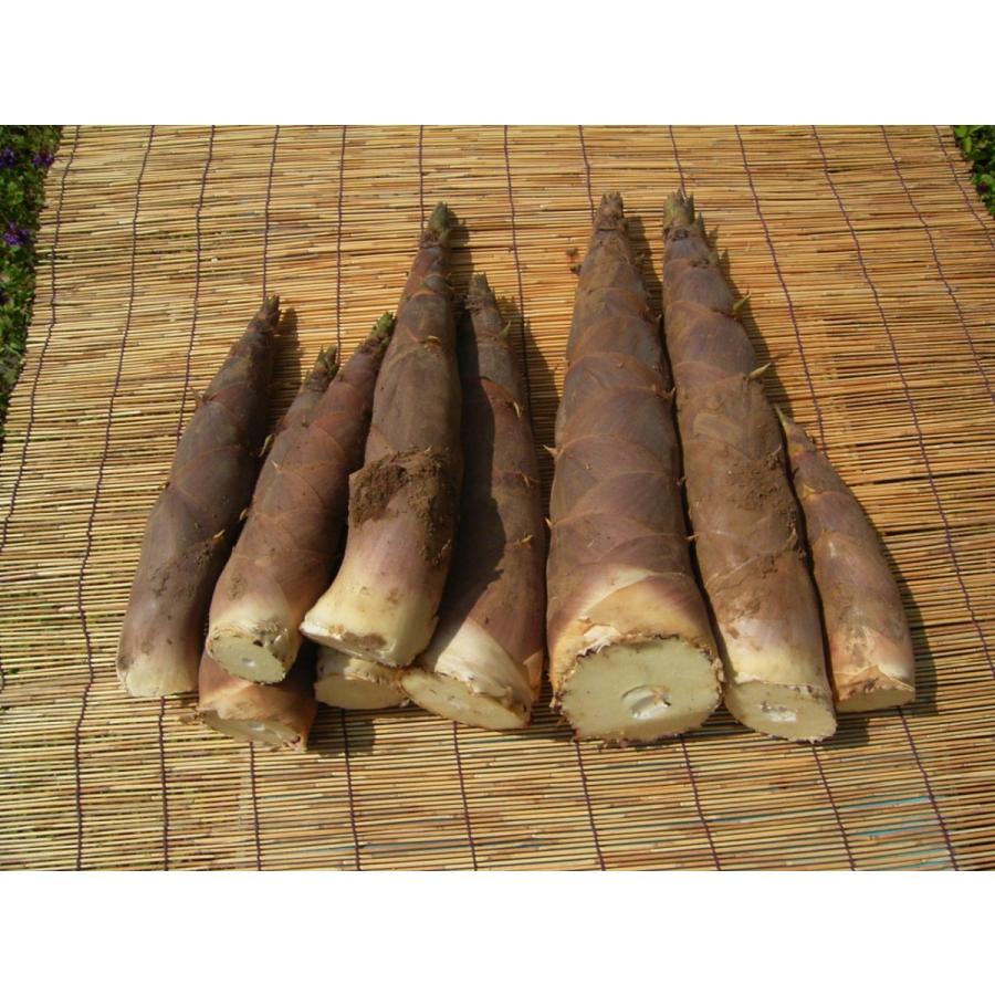 農家直送 淡竹 たけのこ 筍 はちく（ハチク）約2キロ : ナチュラル