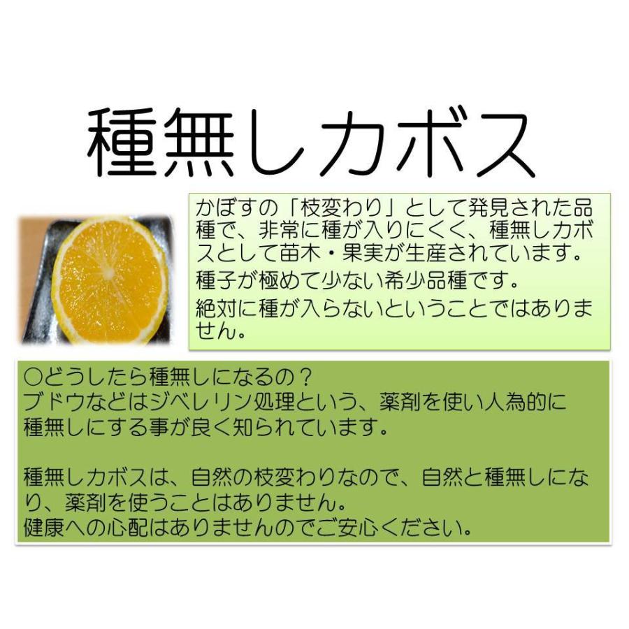 大分県産カボス（かぼす　ほぼ種無し　たねなし カボス】希少な種なし品種 | ザ・豊洲市場【公式】