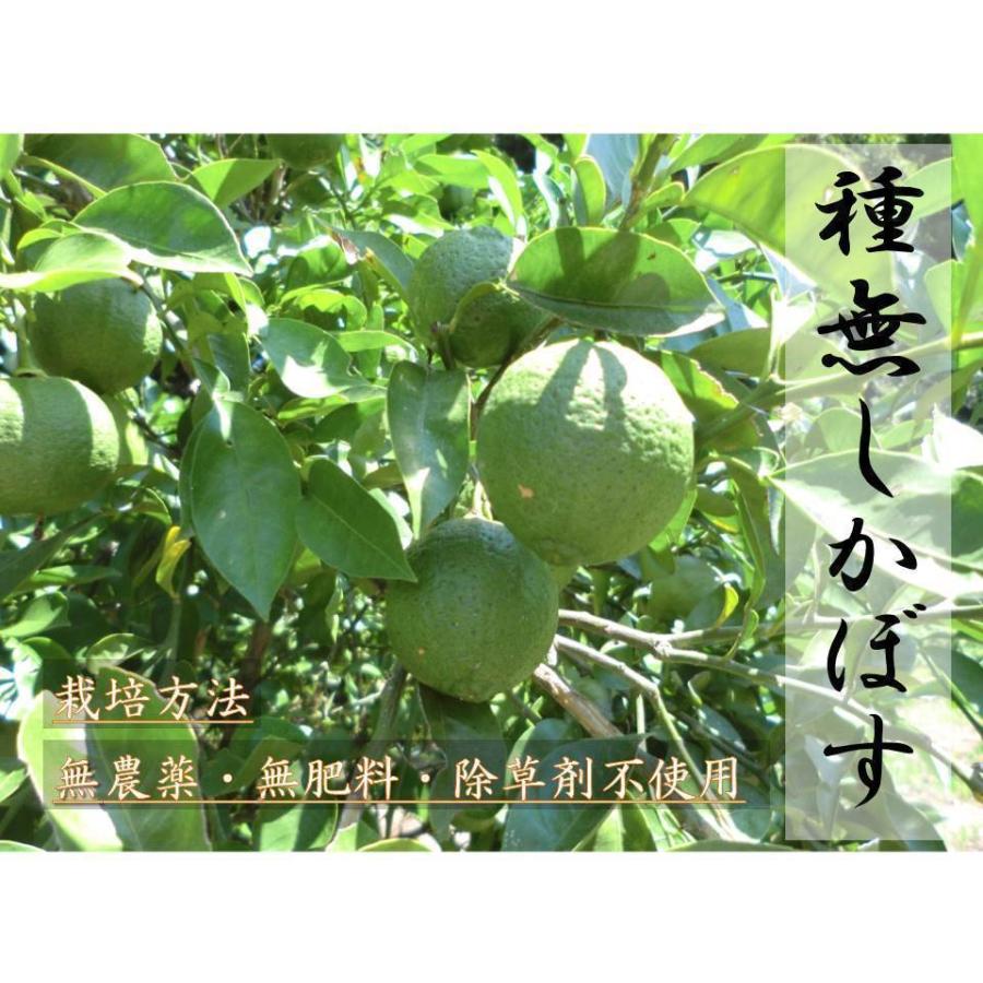 種無しカボス 大分県産 農薬不使用 種無しかぼす 2キロ
