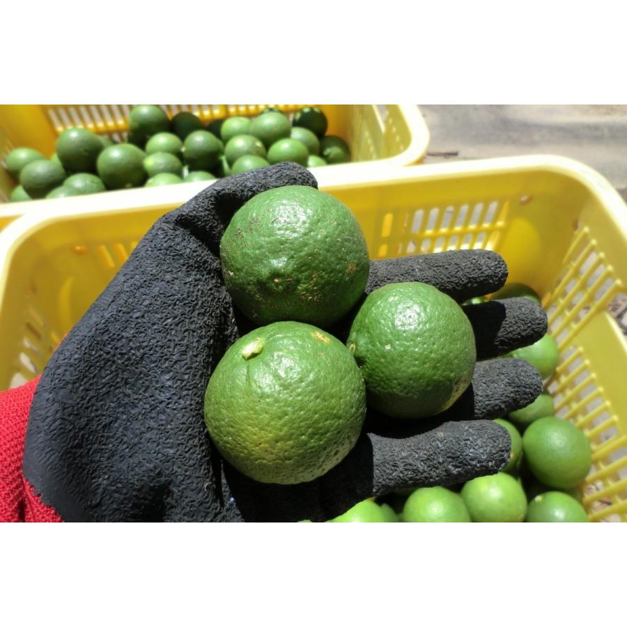 種無しカボス 大分県産 農薬不使用 種無しかぼす 2キロ