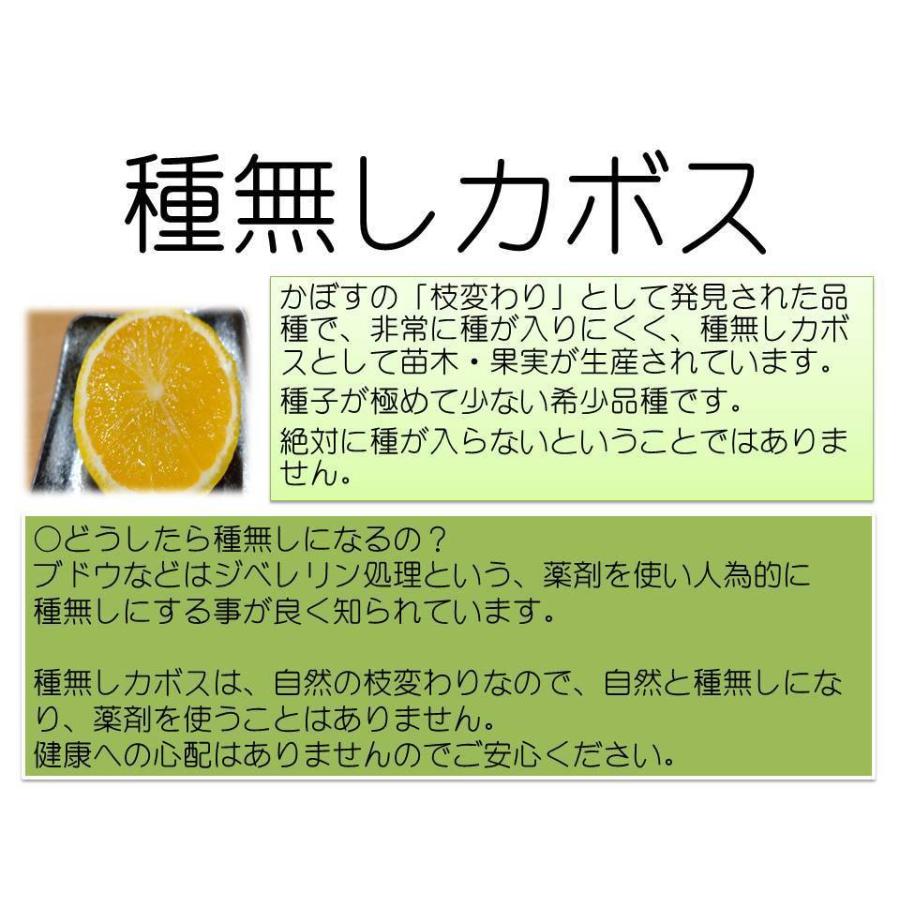かぼす 1kg 大分県産 農薬不使用 通販 自然栽培 カボス
