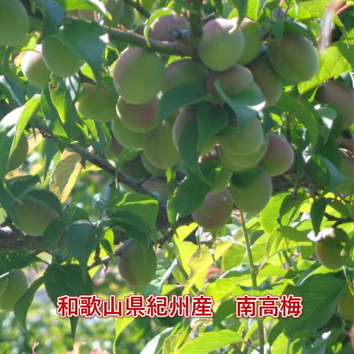 和歌山県産 紀州南高梅【樹熟梅・中熟】A級品 3Lサイズ 2kg 送料無料