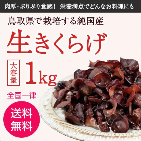 純国産 生 きくらげ 大容量1kg 敬老の日 健康 ダイエット 栄養