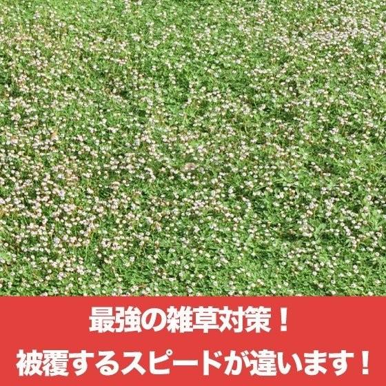 予約商品 クラピア K5 9cmポット苗 10鉢セット 肥料メネデール付 薄桃品種 イワダレソウ改良種 グランドカバー |  | 02