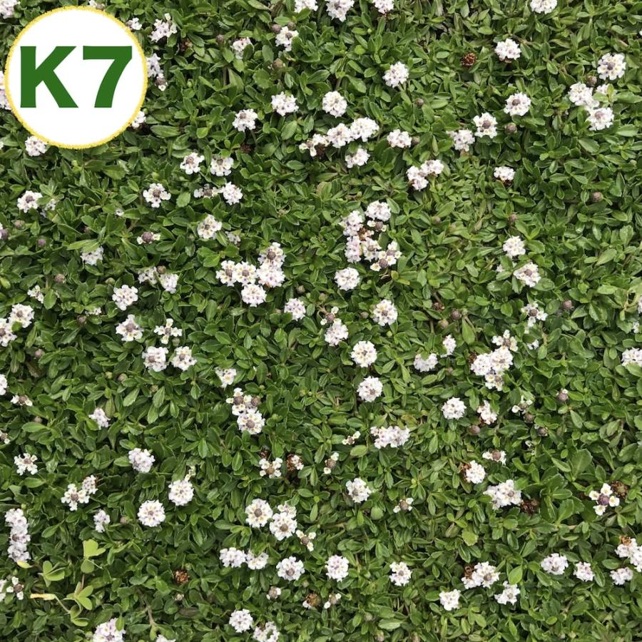 クラピア K7 9cmポット苗 10鉢 土壌改良セット マニュアル付き 肥料