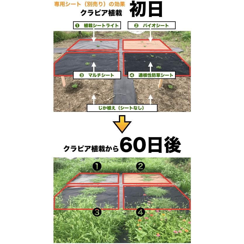 クラピア K7 9cmポット苗 10鉢 ミドリスすくすくセット 白色品種 イワダレソウ改良種 肥料、メネデール付 庭｜midoris｜02