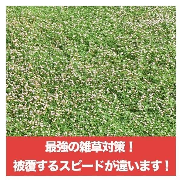 クラピア K7 9cmポット苗 20鉢セット 肥料メネデール付 白色品種 イワダレソウ改良種 グランドカバー |  | 10