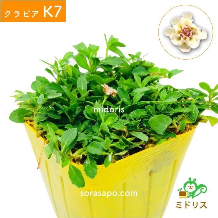 クラピア K7 9cmポット苗 20鉢セット 肥料メネデール付 白色品種 イワダレソウ改良種 グランドカバー |  | 14