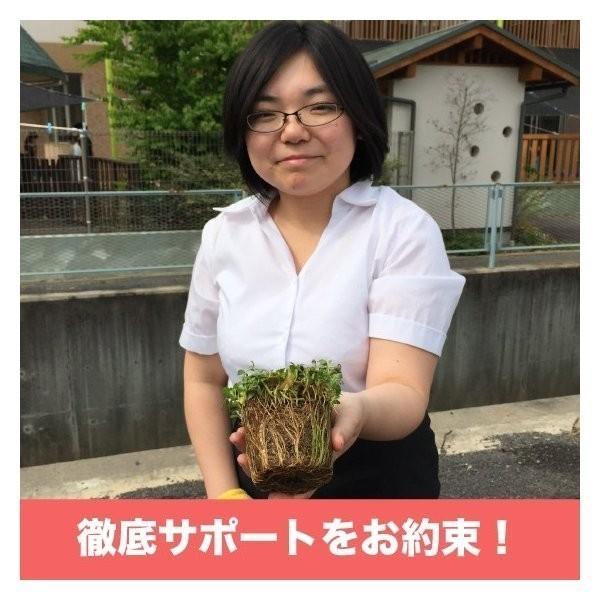 クラピア K7 9cmポット苗 20鉢セット 肥料メネデール付 白色品種 イワダレソウ改良種 グランドカバー |  | 07