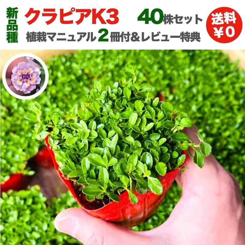 予約商品 クラピア K3 9cmポット苗 40鉢セット 植栽マニュアル付き ピンク品種 イワダレソウ改良種 グランドカバー | 