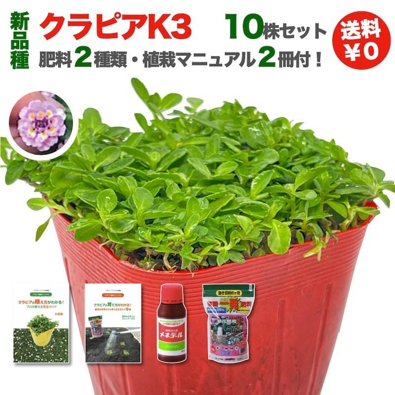 クラピア K3 10株 植栽マニュアル付き 苗10ポット 肥料2種 ピンク品種 イワダレソウ改良種 グランドカバー |  | 02