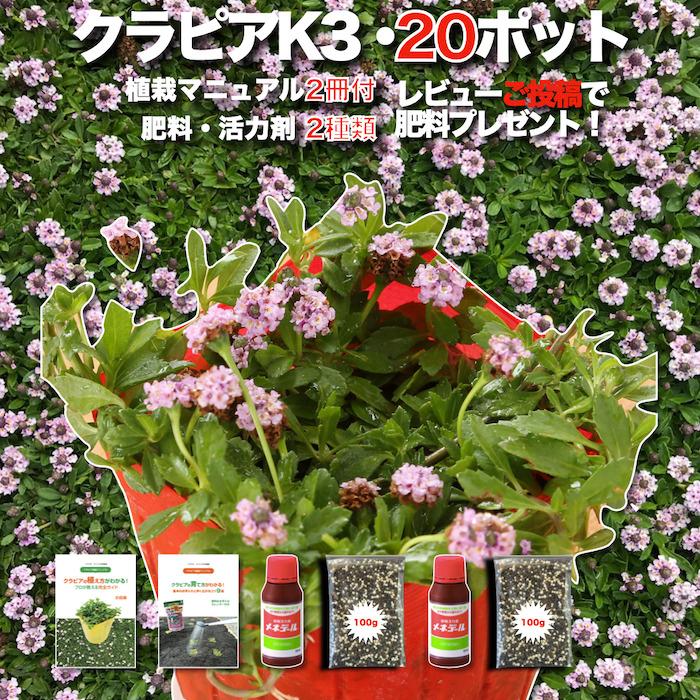 クラピア K3 20株 ピンク品種 植栽マニュアル付き 苗20ポット 肥料2種