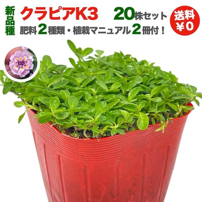 クラピア K3 20株 ピンク品種  植栽マニュアル付き 苗20ポット 肥料2種 グランドカバー 多年草 下草 ピンクの花 ほふく性 イワダレソウ改良種 庭 |  | 03