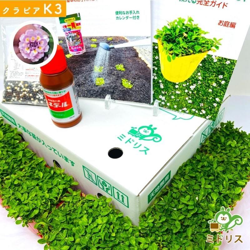 クラピア K3 20株 ピンク品種  植栽マニュアル付き 苗20ポット 肥料2種 グランドカバー 多年草 下草 ピンクの花 ほふく性 イワダレソウ改良種 庭 |  | 08