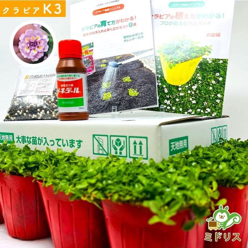 クラピア K3 20株 ピンク品種  植栽マニュアル付き 苗20ポット 肥料2種 グランドカバー 多年草 下草 ピンクの花 ほふく性 イワダレソウ改良種 庭 |  | 09