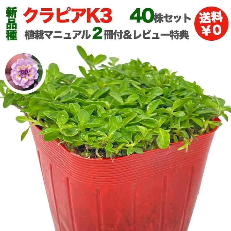 予約商品 クラピア K3 9cmポット苗 40鉢セット 植栽マニュアル付き ピンク品種 イワダレソウ改良種 グランドカバー |  | 08