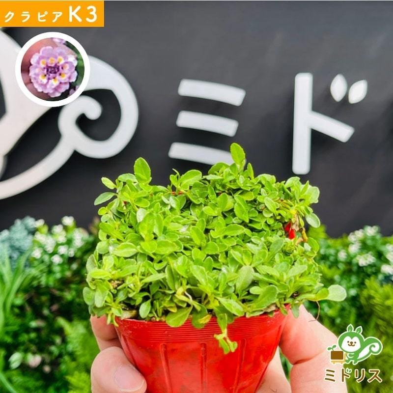 予約商品 クラピア K3 9cmポット苗 40鉢セット 植栽マニュアル付き ピンク品種 イワダレソウ改良種 グランドカバー |  | 04